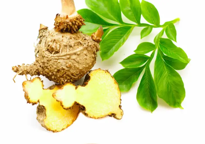 Bulwa konjac, znana też jako Amorphophallus konjac, z zielonymi liśćmi. Pokazuje, konjac co to jest za roślina.